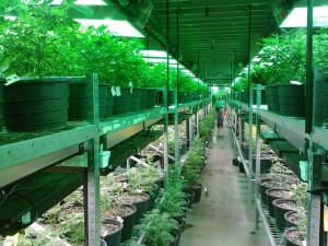 marijuana-cultivation-fasility