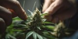 Oklahoma Marijuana Grower License